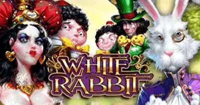 White rabbit
